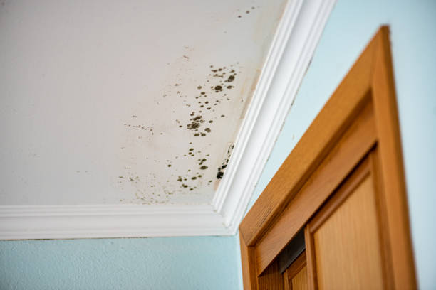 Best Commercial Mold Removal  in Grape Creek, TX