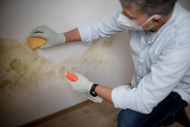 Reliable Grape Creek, TX Mold Removal Solutions