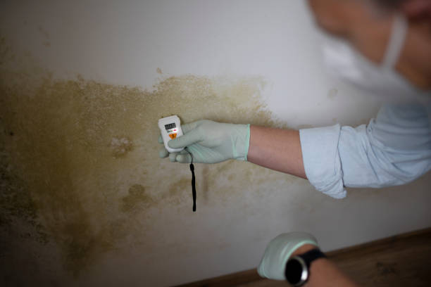Best Office Mold Removal Services  in Grape Creek, TX