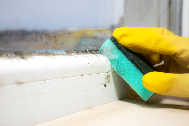 Best Mold Testing  in Grape Creek, TX