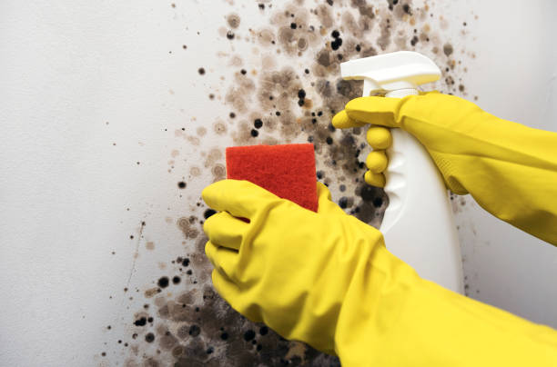 Best Fast Mold Removal  in Grape Creek, TX